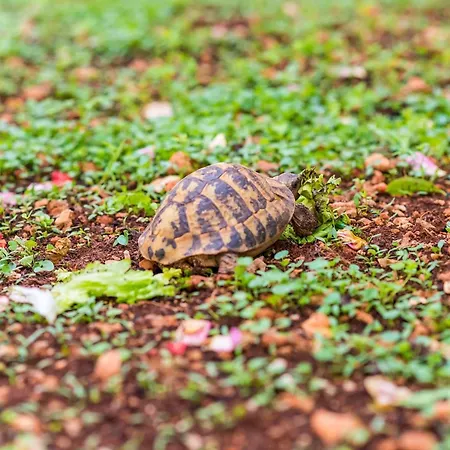 Miracle - Comfort With Terrace And View Apartment