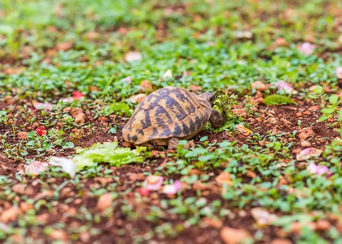 Miracle - Comfort With Terrace And View Apartament